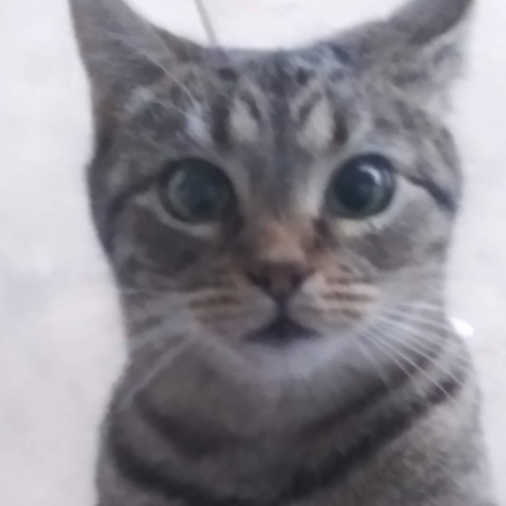 Meet your Posher, Grape